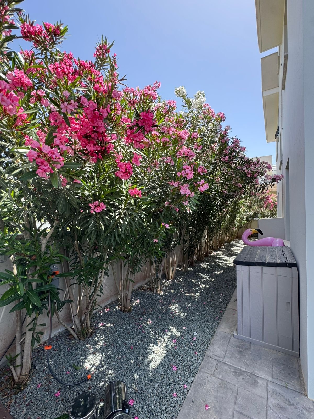 NEW Luxury Villa For Rent | St. George – Pegeia